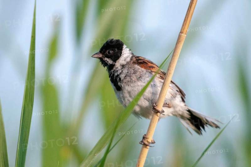 Emberiza Schoeniclus, Reed Bunting, Rohrrammer, Birds, Passeri, Songbirds, Birds