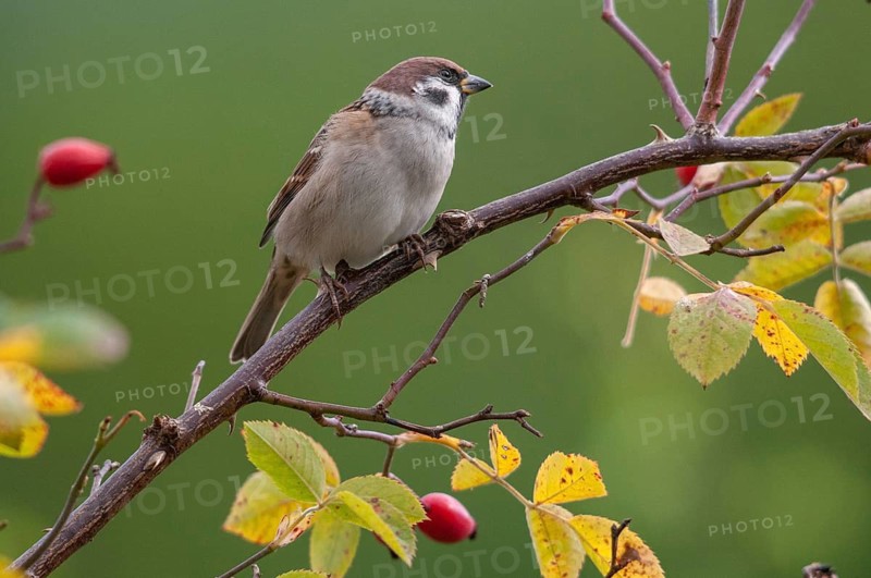 Tree sparrow, dog rose, Passer Montanus, pink canina, rosaceae, rose family, sparrow, autumn, birds, dog rose, flora, hedge, autumn, passeri, plants, songbirds, sparrow, sparrow, sparrow, sparrow, sparrow, sparrow, sparrow, sparrow, sparrow, sparrow, sparrow, sparrow, sparrow, sparrow, sparrow, sparrow, sparrow, sparrow, sparrow, sparrow, sparrow, sparrow, sparrow, sparrow, sparrow, sparrow, sparrow, sparrow, sparrow, sparrow, sparrow, sparrow, sparrow