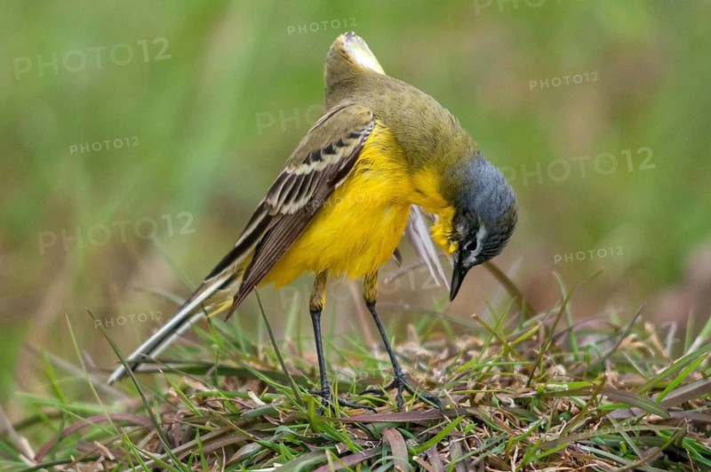 Motacilla flava, sheeptail, western yellow wagtail, yellow wagtail, birds, plumage care, male, passeri, preening, songbirds, songbirds, birds