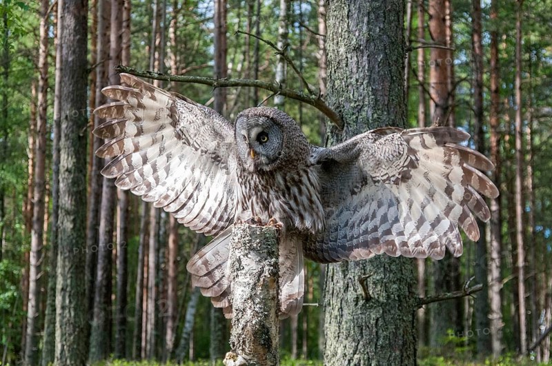Bearded owl, Finland, Great Grey Owl, Strix nebulosa, birds, owls, female, flying, flight, owls, strigiformes, birds, female