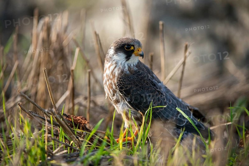Falco vespertinus, red-footed falcon, red-footed falcon, birds, falconiformes, falcons, birds of prey, raptors, birds