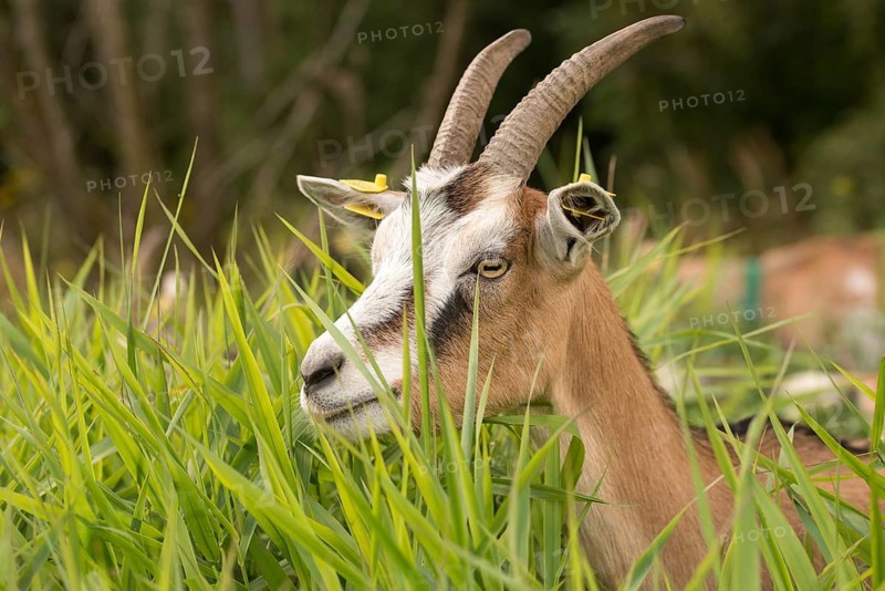 Artiodactyla, Capra aegagrus hircus, even-toed ungulate, domestic goat, cloven-hoofed, grazing, goat, grazing, pet, mammals, goat, goat grazing