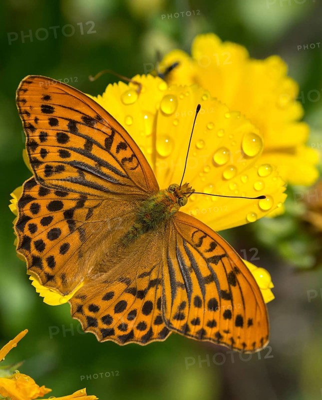 Argynnis paphia, imperial mantle, silver-washed fritillary, butterfly, high size, portrait format, insects, butterflies, butterflies, butterflies