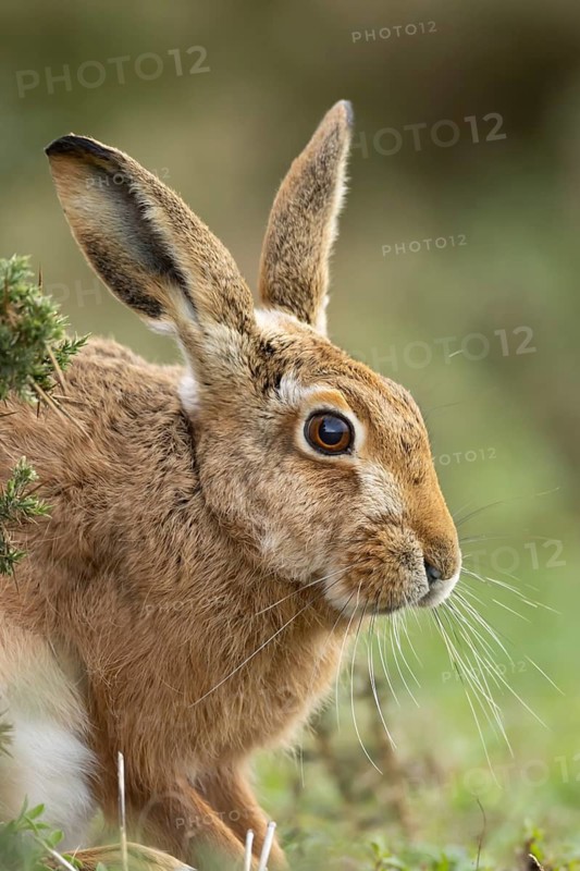 European brown hare (Lepus europaeus) adult animal head portrait, England, United Kingdom