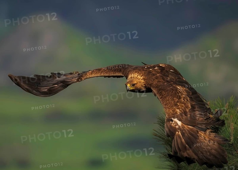 Golden eagle (Aquila Chrysaetos) in flight in the foothills of the Pyrenees in the province of Lleida, Pyrenees, Spain