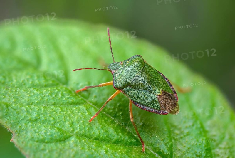 Common stink bug, common greenling, green pentatomide bug, green stink bug, heteroptera, palomena prasina, stink bug, green shield bug, insects, bugs