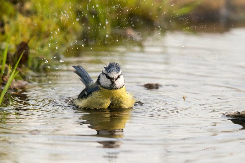 Blue tit, parus caeruleus, bath, bathe, bird bath, birds, tits, passeri, songbirds, tits, drinking water, birdbath, birds, watering place