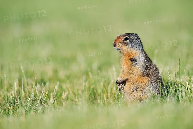 Columbia ground squirrel (Urocitellus columbianus, Spermophilus columbianus) sitting in a meadow, Waterton Lakes National Park, Alberta, Canada