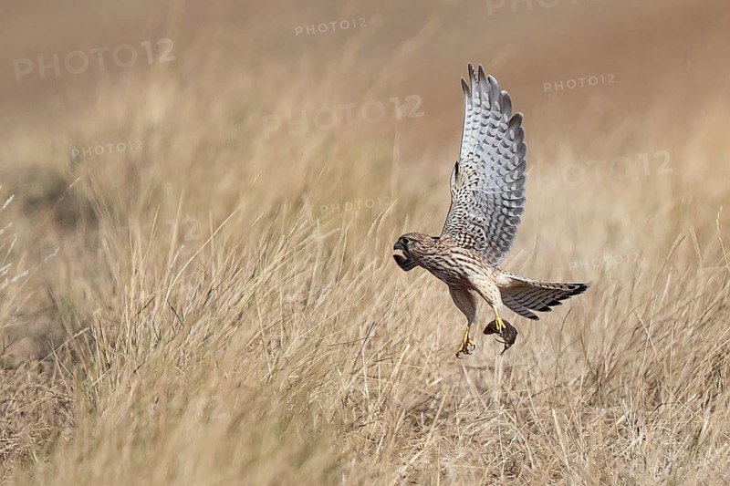 Kestrel (Falco tinnunculus), close-up, a female with a field mouse (Microtus arvalis) as its prey takes off and flies away from the ground over farmland, Baden-Württemberg, Germany