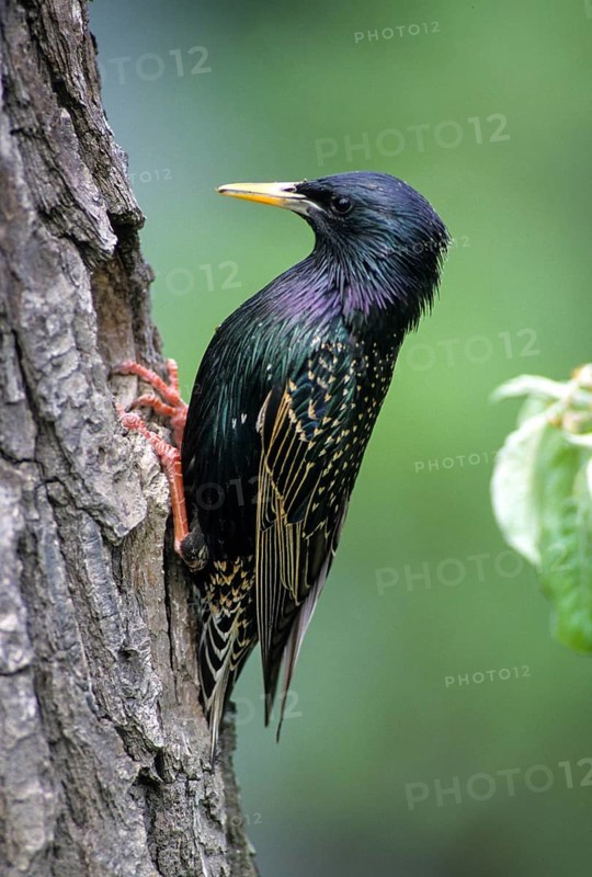 Starling, Sturnus vulgaris, birds, breed, brood cave, high size, portrait format, male, passeri, songbirds, birds