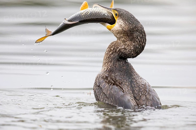 Great Cormorant (Phalocrocorax carbo) Germany