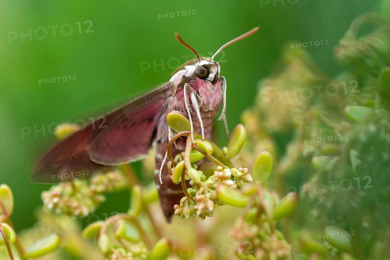 Hyles euphorbiae, milkweed swarmers, butterfly, insects, moths, moths, moths, butterfly, swarmer, spurge hawk-moth
