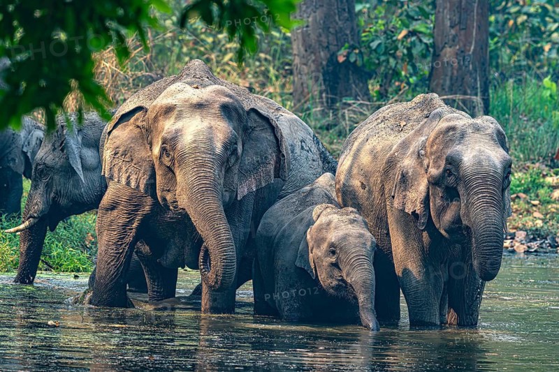 Elephants with young at watering hole, Asian elephant, Elephas maximus, Bardia National Park, jungle, jungle, Nepal