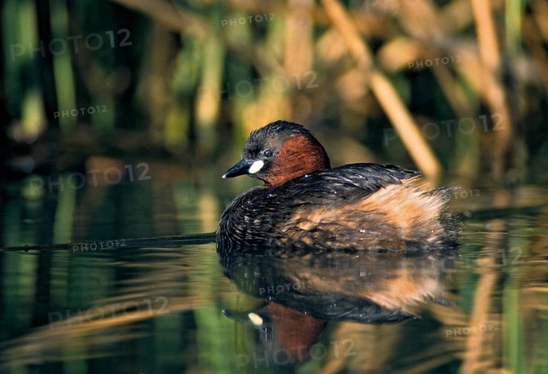 Littele Grebe, Tachybaptus Ruficollis, Little Grebe, Birds, Dabchick, Grebe, Grebe, Mirror, Podicipedidae, Mirror Image, Diver, Birds, Waterbirds