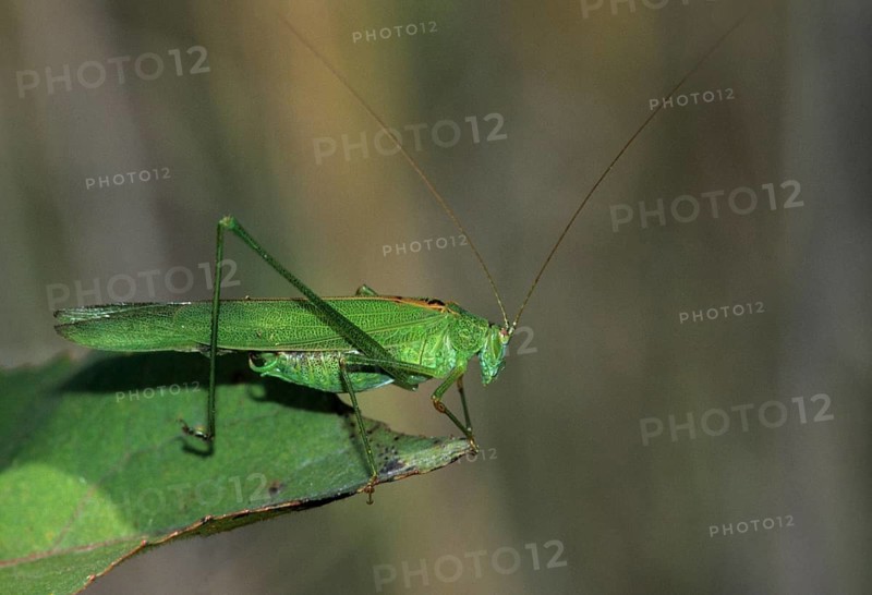 Common sickle scare, grasshoppers, Phaneroptera falcata, sickle scare, ensifera, grasshoppers, grasshoppers, insects, insects, long-feeler scare, sickle-bearing bush cricket
