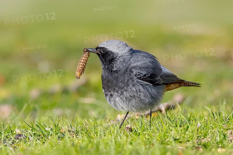 Redstart (Phoenicurus ochruros), male in a meadow with a thick caterpillar in his beak, nature photography, wildlife, animals, bird, songbird, Baltic Sea, Baltic Sea island Fehmarn, East Holstein, Schleswig-Holstein, Germany