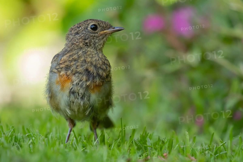 European robin (Erithacus rubecula) juvenile baby garden bird on a grass lawn in summer, England, United Kingdom