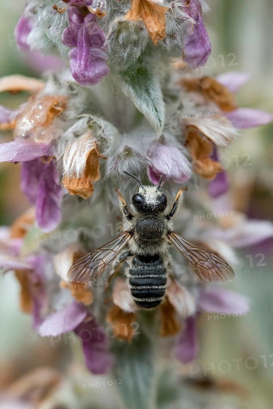 Leafcutter bee, brown-footed leafcutter, colorful leafcutter bee, hymenoptera, megachile versicolor, megachilidae, different color leafcutter bee, high size, portrait format, insects, wild bees