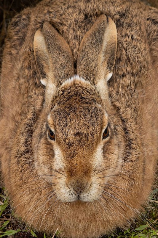 European brown hare (Lepus europaeus) adult animal resting in grassland, England, United Kingdom