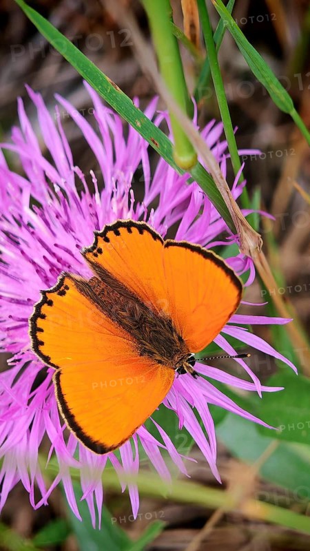 An orange butterfly, a male Duke of Burgundy (Lycaena virgaureae), is resting on a purple knapweed (Centaurea Stoebe) in its natural habitat, the Frankenwald nature park Park, Upper Franconia