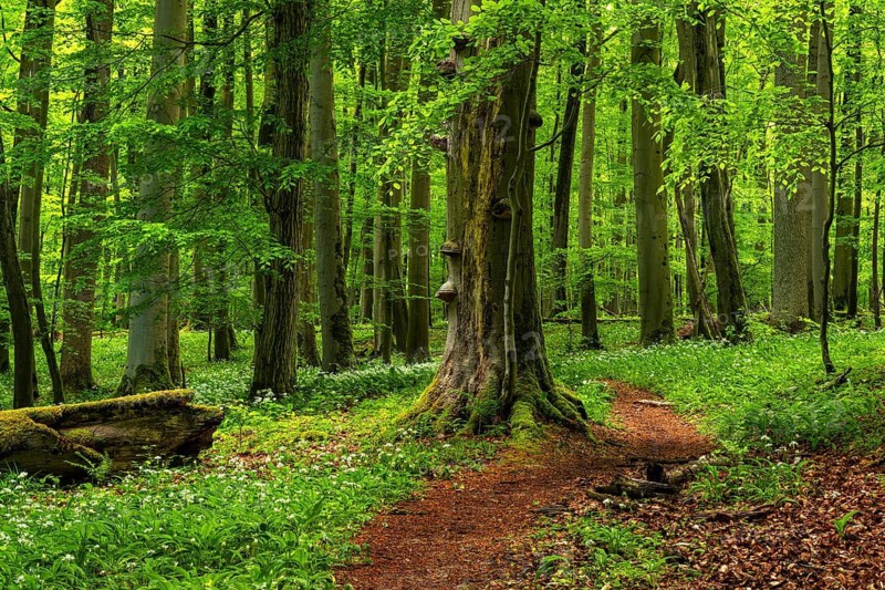 A forest path, carpeted in reddish-brown leaves, winds its way between ancient European beech trees (Fagus sylvatica) through a mystical primeval forest with lush green foliage, lined with wild garlic (Allium ursinum), Spring, Hainich National Park, Thuringia, Germany