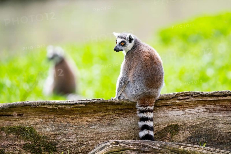 Ring-tailed lemur (Lemur catta) sitting on an old tree trunk, captive, Germany