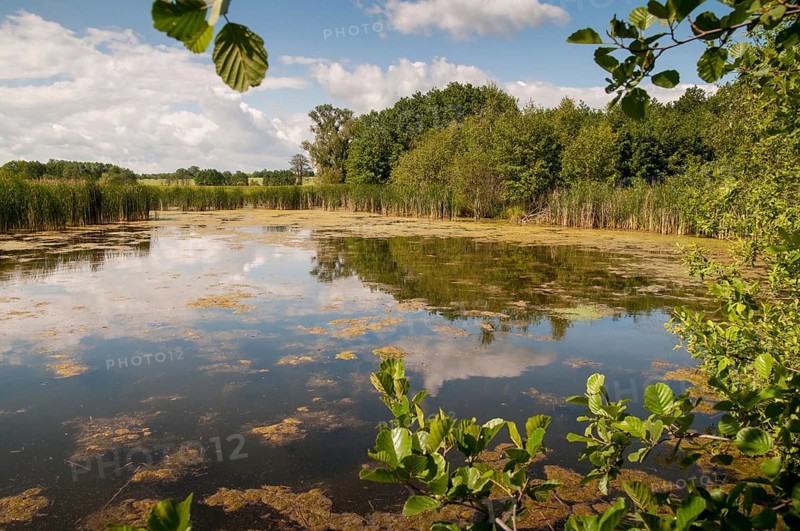 Friessnitzer See-Struth, Germany, Greiz, Seewiesen, Thuringia, small water, landscape, nature reserve, nature reserve, nature reserve