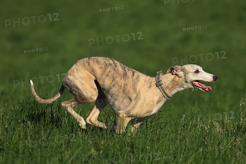 Whippet racing, Whippet running, A whippet shows off its speed on a green meadow, Racing whippet, Whippet (Canis lupus familiaris), Baden-Württemberg, Germany