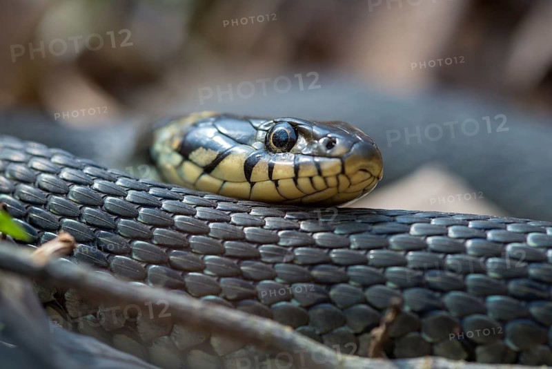 Grass Snake, Natrix Natrix, Grass Snake, Critters, Reptilia, Reptiles, Ringed Snakes, Snakes, Water Snakes
