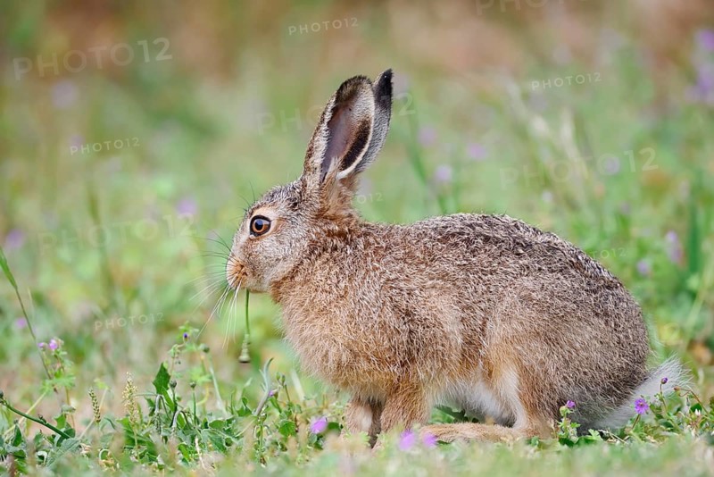 A brown hare (Lepus europaeus) is sitting in a meadow eating, North Rhine-Westphalia, Germany