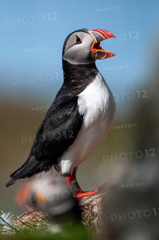 Atlantic puffin, Fratercula arctica, Norway, puffins, puffins, varanger, alcidae, alcidae, alkenbirds, birds, high size, portrait format, birds, waterbirds, waterbirds