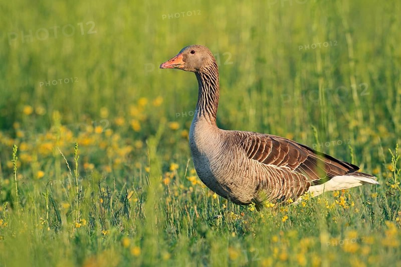 A greylag goose (Anser anser) stands in a meadow, North Rhine-Westphalia, Germany