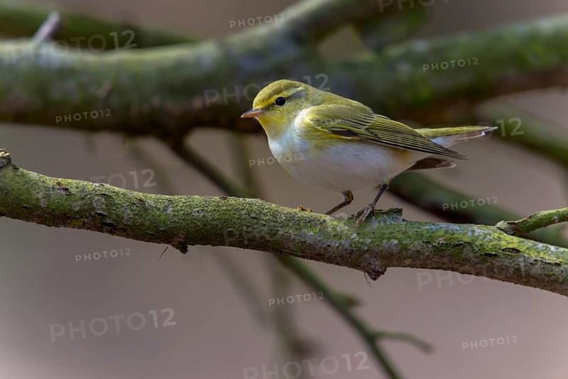 Phylloscopus sibilatrix, woodwarbler, birds, passeri, songbirds, songbirds, birds