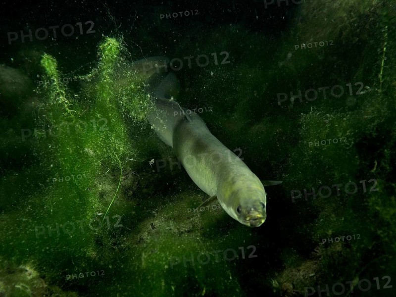 A European eel (Anguilla anguilla) moves through green algae in the water at night, dive site Klosterinsel, Rheinau, Canton Zurich, Rhine, High Rhine, Switzerland, Germany
