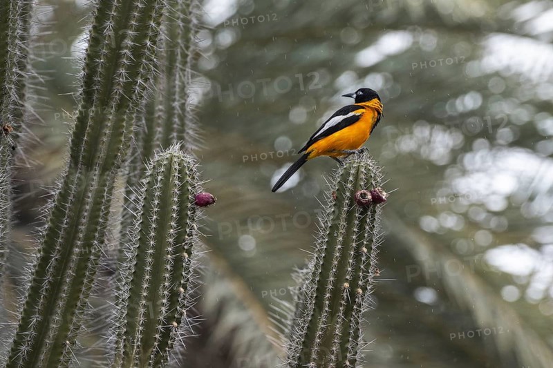 Venezuelan Oriole (Icterus icterus), Curacao