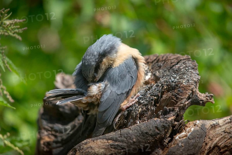Nuthatch, Sitta Europaea, Birds, Plumage Care, Adolescent, Juvenile, Passeri, Preening, Songbirds, Birds