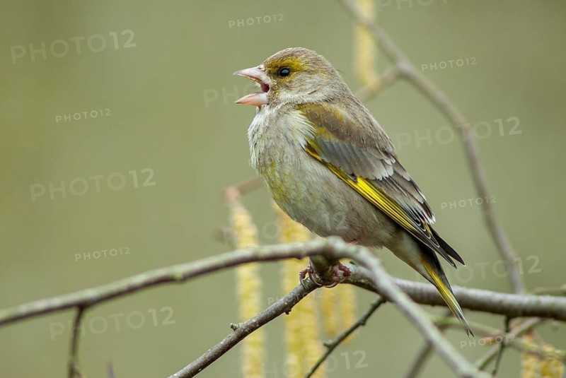 Carduelis chloris, chloris chloris, greenfinch, greenfinch, greenfinch, birds, female, passeri, songbirds, birds, female
