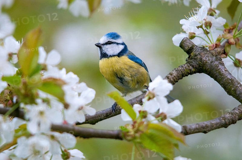 Blue tit, Parus caeruleus, birds, spring, garden, meadow orchard, tit, passeri, songbirds, song birds, jump, orchard, tits, birds