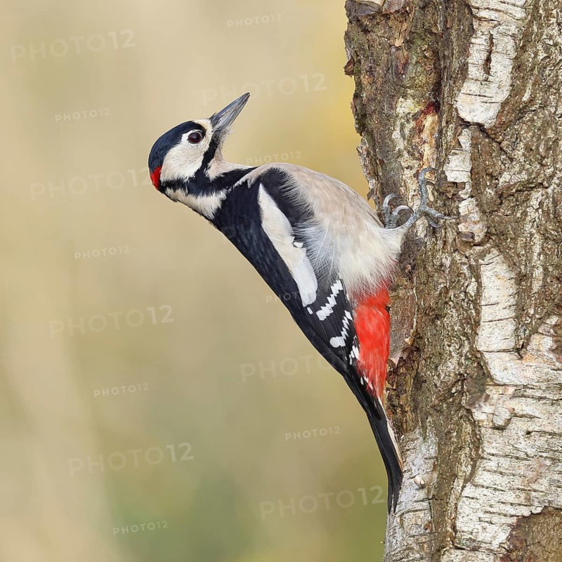 Great spotted woodpecker (Dendrocopus major), male, foraging on the trunk of a common birch (Betula pendula), wildlife, woodpeckers, nature photography, autumn, Wilnsdorf, North Rhine-Westphalia, Germany