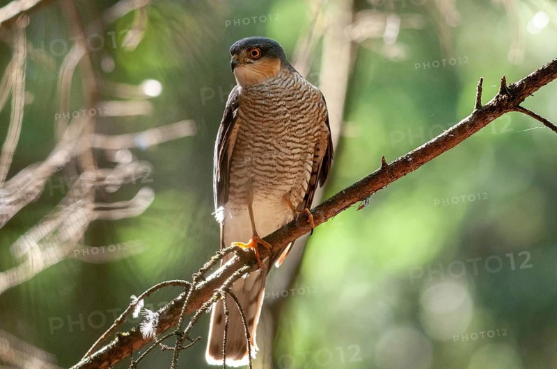 Accipiter Nisus, Accipitriformes, Sparrowhawk, Sparrowhawk, Birds of Prey, Raptor, Raptors, Birds