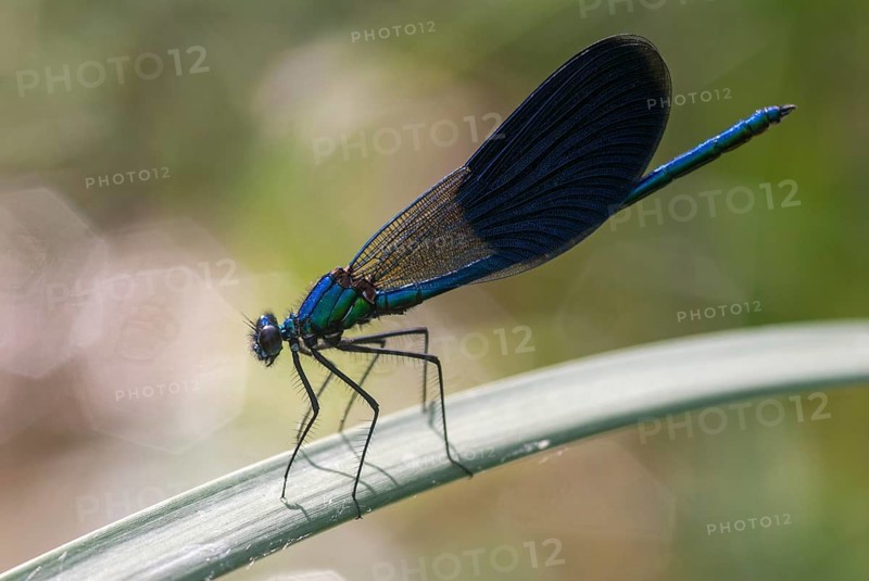 Banded demoiselle, calopteryx splendens, banded dragonfly, magnificent dragonfly, Bulgaria, damselflies, dragonflies, insects, leo, dragonflies, male, odonata, zygoptera
