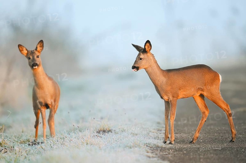 European roe deer (Capreolus capreolus), two does in winter, North Rhine-Westphalia, Germany