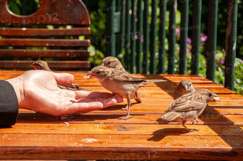 House Sparrow, Passer Domesticus, Sparrow, Birds, Feeding, Passeri, Songbirds, Sparrow, Sparrow, Sparrow, Sparrow, Sparrow, Sparrow, Birds