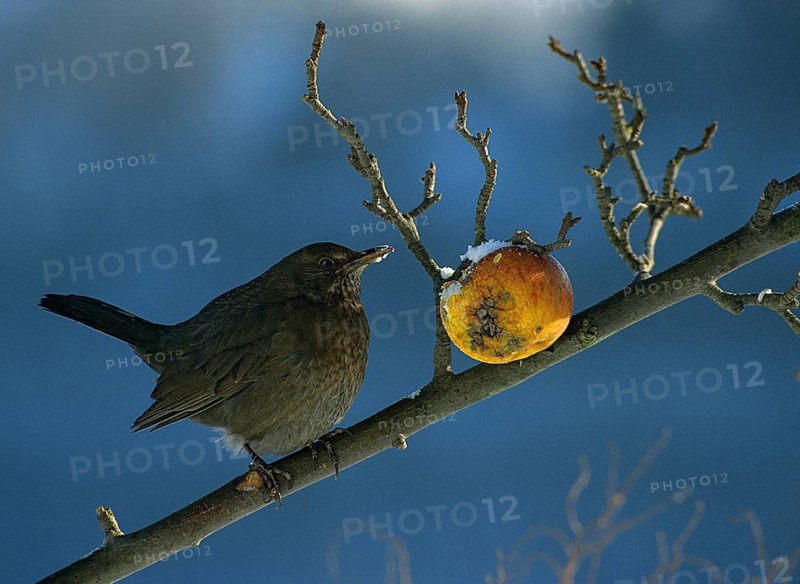 Blackbird, Turdus Merula, Apple, Birds, Female, Garden, Leo, Passeri, Songbirds, Thrush, Birds, Female, Winter, Apples