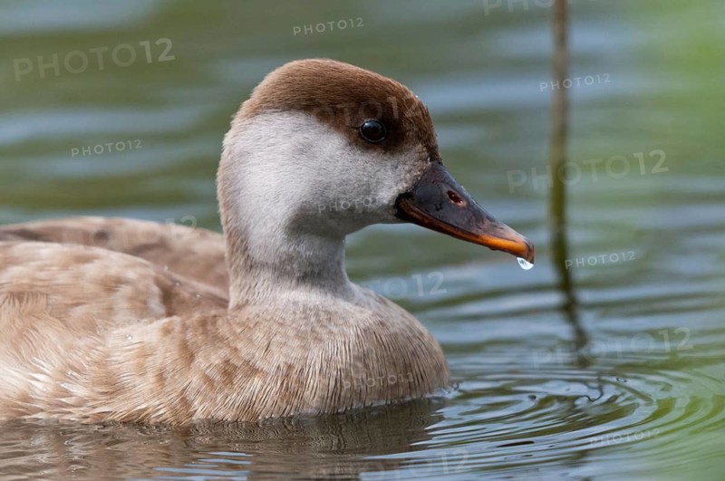 Common duck, netta rufina, red-crested pochard, anatidae, birds, ducks, ducks, ducks, female, birds, waterbirds, waterbirds, female