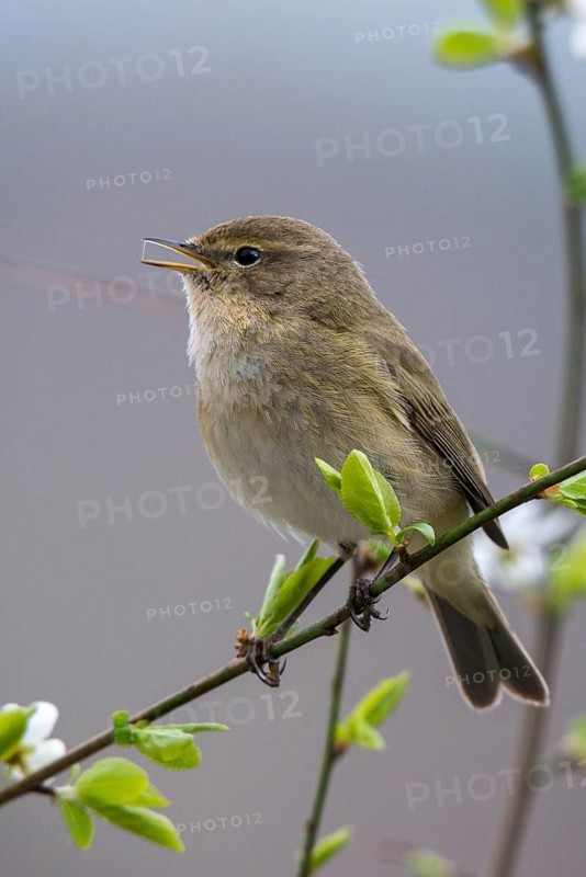 Chiffchaff, phylloscopus collybita, zilpzalp, birds, song, high size, portrait format, passeri, singing, songbirds, birds