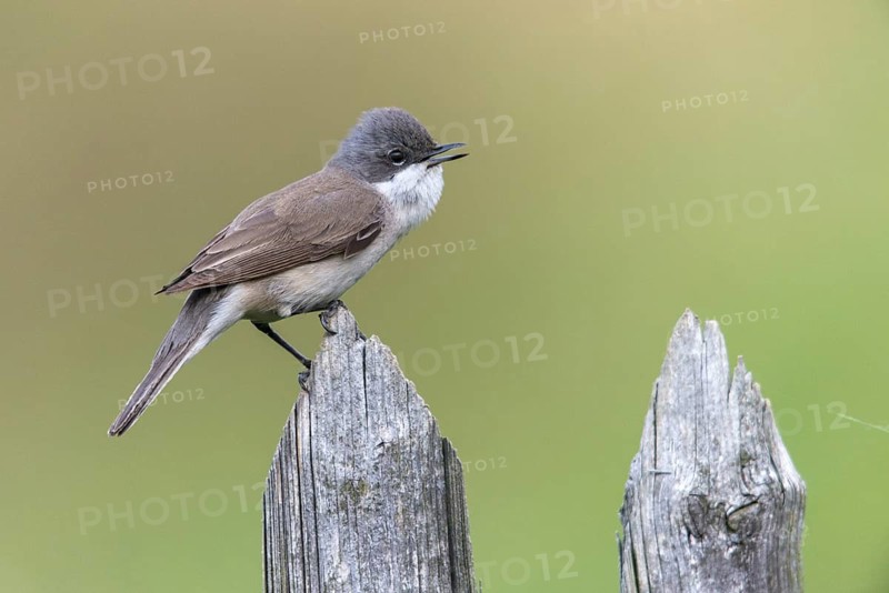 Rattleswarbler, Lesser Whitethroat, Sylvia Curruca, Birds, Garden, Garden Fence, Song, Passeri, Singing, Songbirds, Birds, Warbler