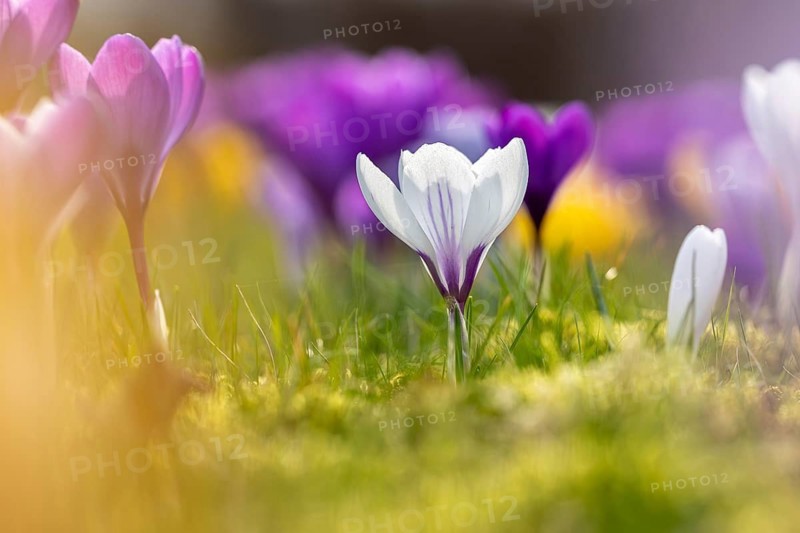 Close-up of white crocuses (Crocus sp.) blooming among violet crocuses in flower garden in late winter, early spring