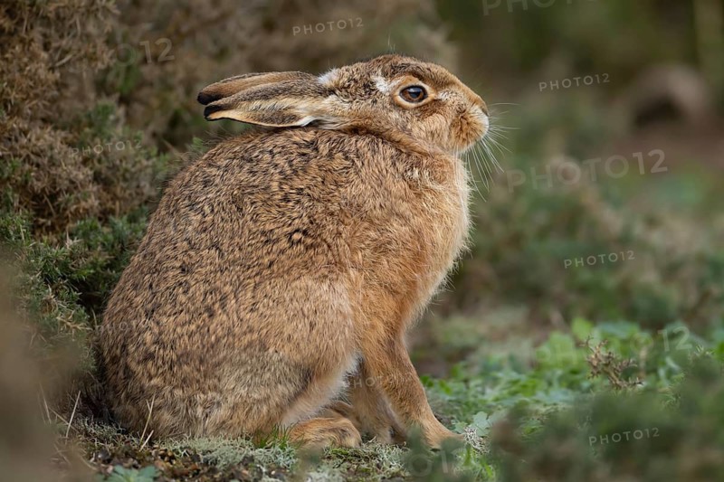 European brown hare (Lepus europaeus) adult animal in grassland, England, United Kingdom