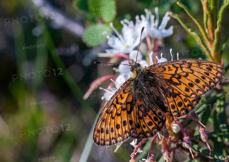 Bog Fritillary, Boloria Eunomia, Finland, Proclossiana eunomia, marginal mother-of-pearl butterfly, butterfly, insects, butterfly, butterflies